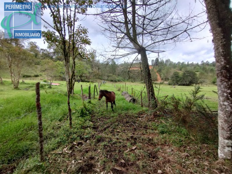 Terreno 13