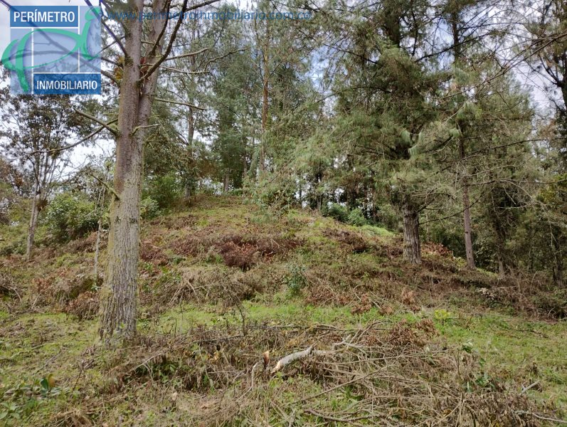 Terreno 15